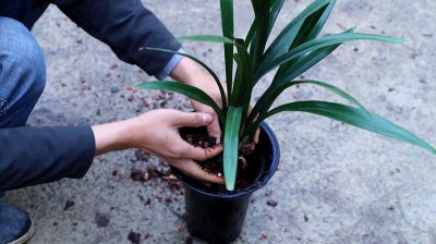 网购兰花怎么处理上盆 购买兰花后如何进行上盆处理？