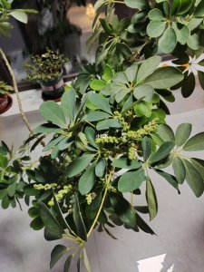发财树会开花吗 发财树是否能开花？