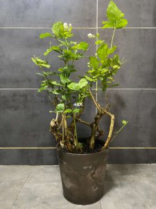 茉莉花老桩怎么养护 如何正确养护茉莉花老桩