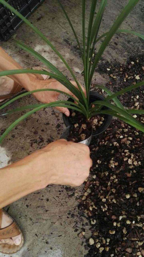 买回来的兰花怎么栽种
