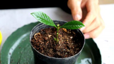 栀子花直接插土里能活吗 栀子花插土直接生长可行吗？
