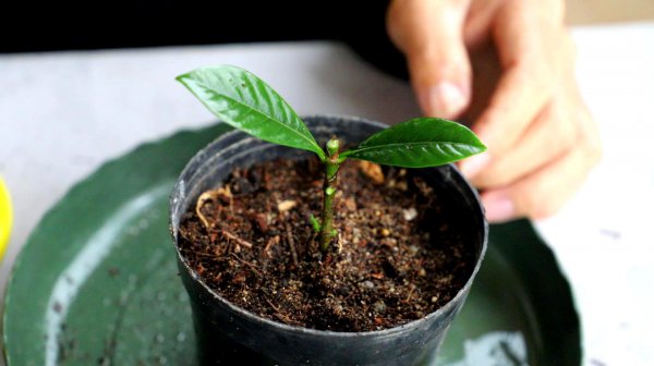 栀子花直接插土里能活吗