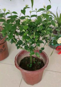 刚买茉莉花怎么栽种 新购买的茉莉花如何种植？