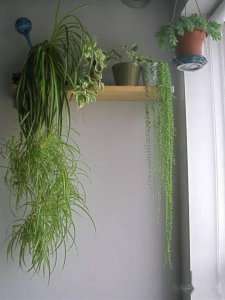 吊兰适合高盆还是矮盆 吊兰适合种植在高盆还是低盆？