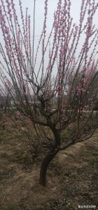 梅花用什么土栽好 梅花适合用什么土壤栽种？