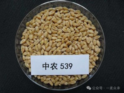 小麦种子有哪些品种 小麦品种有哪些种类？