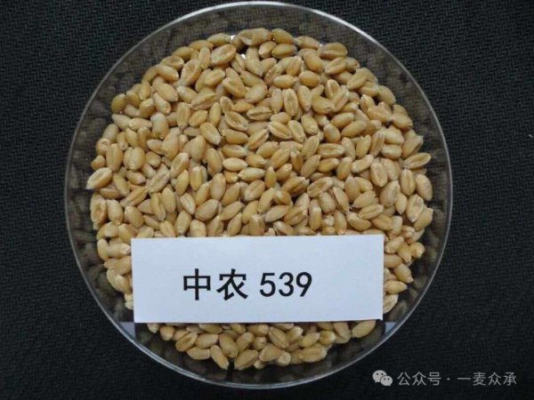 小麦种子有哪些品种