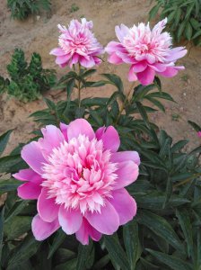 芍药花什么时候种植才能开花 芍药花何时栽种才能开花？