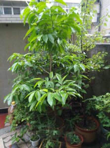 白兰花用高盆还是矮盆好 白兰花适合高盆还是矮盆更好？