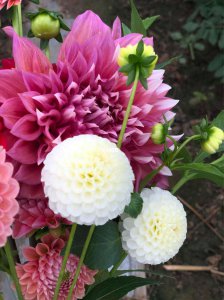 小丽花和大丽花哪个好养 小丽花和大丽花哪个更易养？