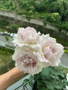 国度天使月季的优缺点 国度天使月季的利弊
