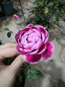 日本玛丽月季的优缺点 日本月季的优劣势