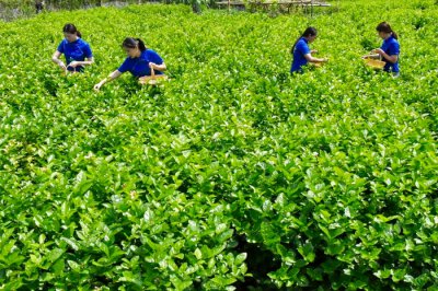 茉莉用什么土栽种最好 茉莉最适合种植在什么类型的土壤中？