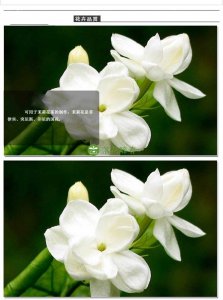茉莉花和栀子花哪个好养 茉莉花和栀子花哪个更容易养护