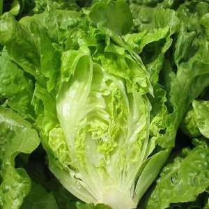 生吃蔬菜品种大全 蔬菜生吃推荐列表