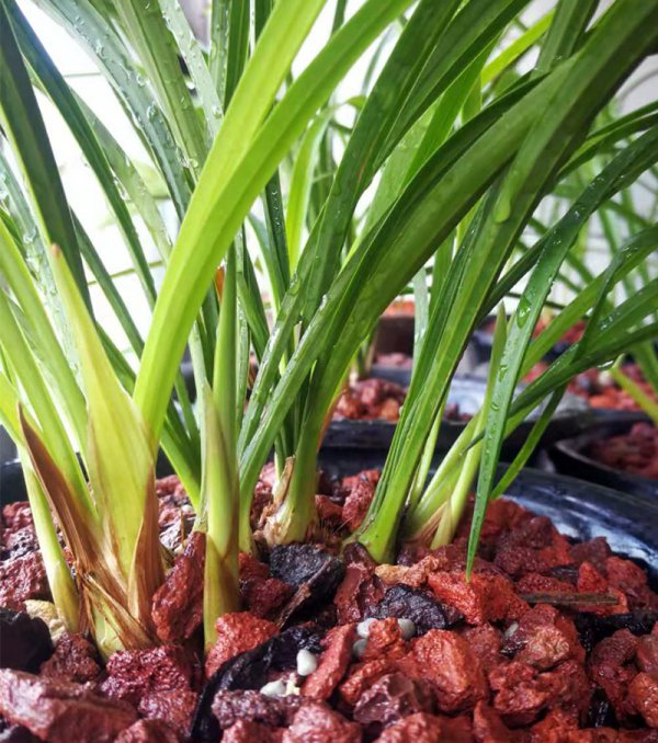 养兰花最好的植料
