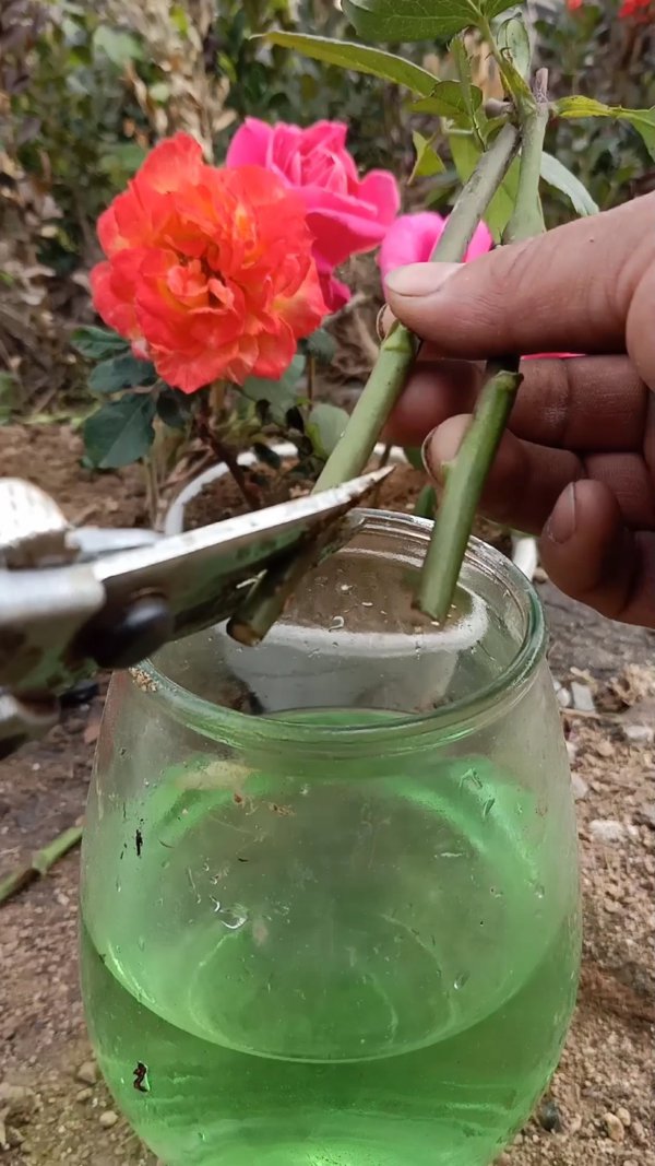 玫瑰花插土里能活吗