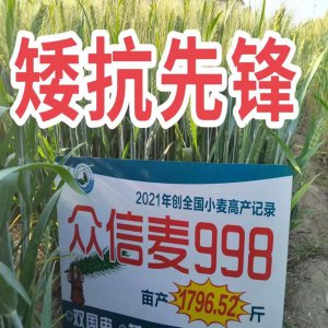 国家一级抗旱小麦品种 国家级抗旱小麦品种