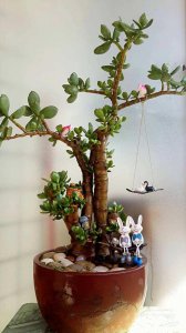 玉树用高盆还是矮盆好 玉树适合高盆还是矮盆？