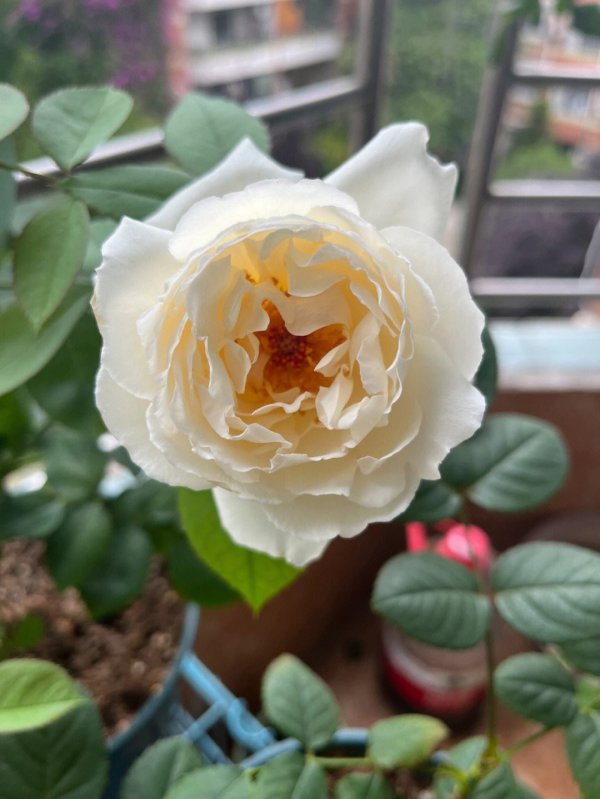 天鹅古董月季的优缺点