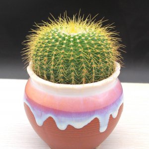 仙人球用大盆好还是小盆好 仙人球适合种植在大盆还是小盆？