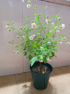 木槿花需要大盆还是小盆 木槿花适合种植在大盆还是小盆？