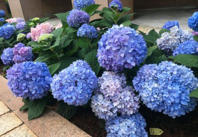 绣球花喜欢大盆还是小盆 绣球花更适合种植在大盆还是小盆？