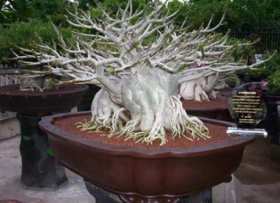 养沙漠玫瑰大盆好还是小盆好 栽种沙漠玫瑰大盆VS小盆的选择