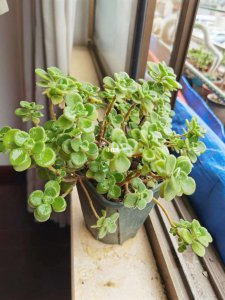 碰碰香要大盆还是小盆 碰碰香选大盆还是小盆？