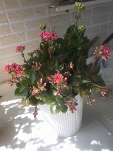 长寿花需要大盆还是小盆养 长寿花适合大盆还是小盆栽培？