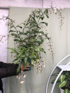 茉莉花适合用大盆还是小盆养 茉莉花适合种植在大盆还是小盆？