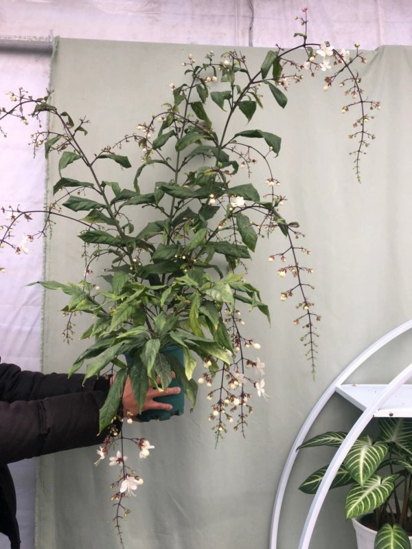 茉莉花适合用大盆还是小盆养