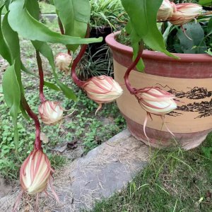 昙花喜欢大盆还是小盆 喜好大小盆的昙花
昙花偏好何大小盆