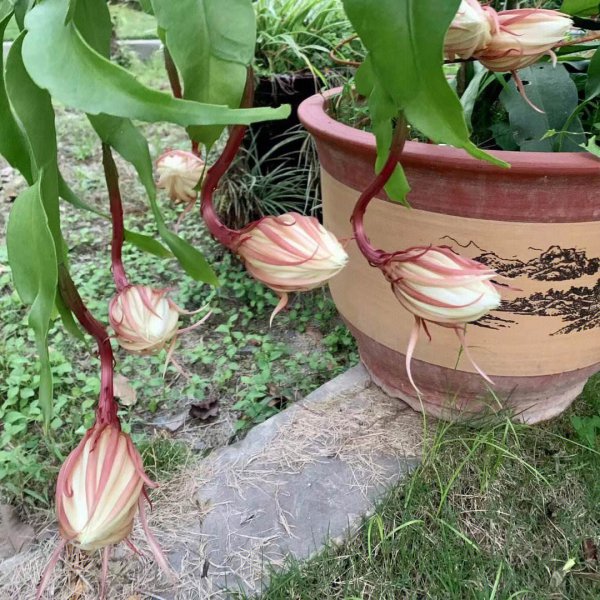 昙花喜欢大盆还是小盆
