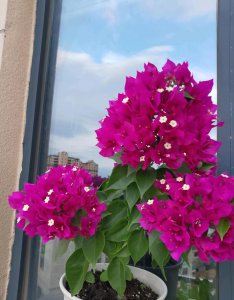 菲菲娜三角梅勤花吗 菲菲娜三角梅是勤劳的开花吗？