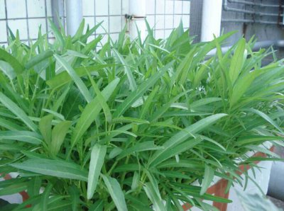 耐涝蔬菜品种 选用抗涝蔬菜品种
耐水涝的蔬菜品种