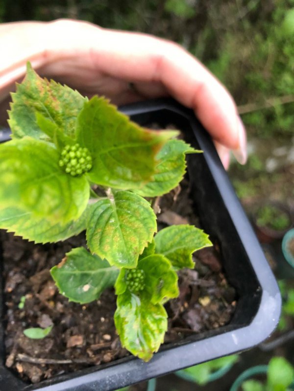 绣球小苗当年能开花吗