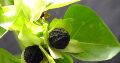 紫茉莉种子要泡吗 紫茉莉种子需要浸泡吗？