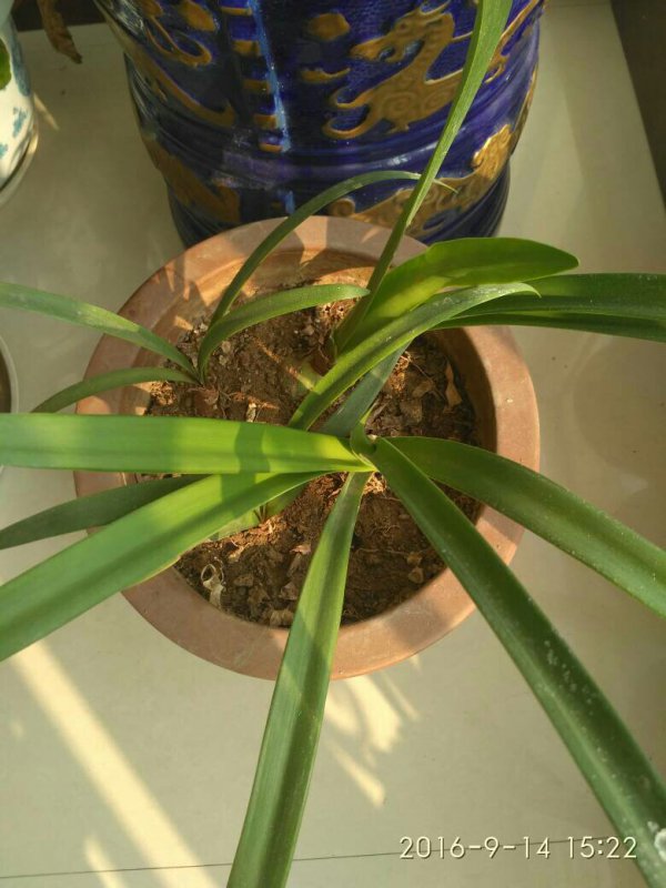 紫根兰为什么不开花