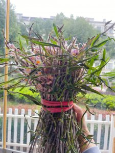 石斛几年开花 石斛开花需要几年时间？
