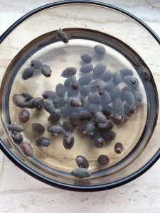 碗莲发芽后多久入泥 碗莲发芽后应尽快种植