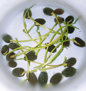 碗莲从发芽到开花过程 碗莲生长绽放的过程