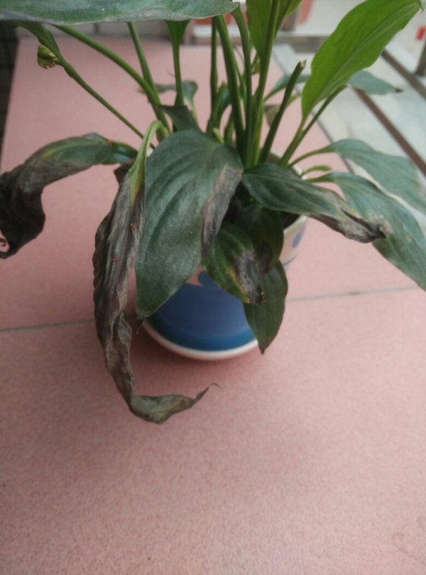 白掌的花变黑怎么办