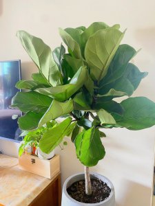 琴叶榕开花吗 琴叶榕可以开花吗？