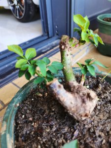 玫瑰花老桩发芽后怎么养 玫瑰花老根发芽后的护理技巧