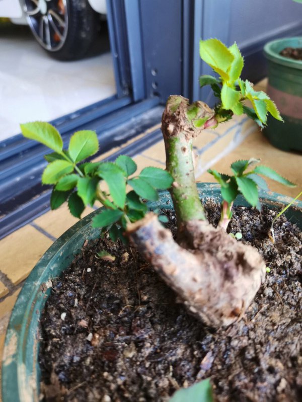 玫瑰花老桩发芽后怎么养