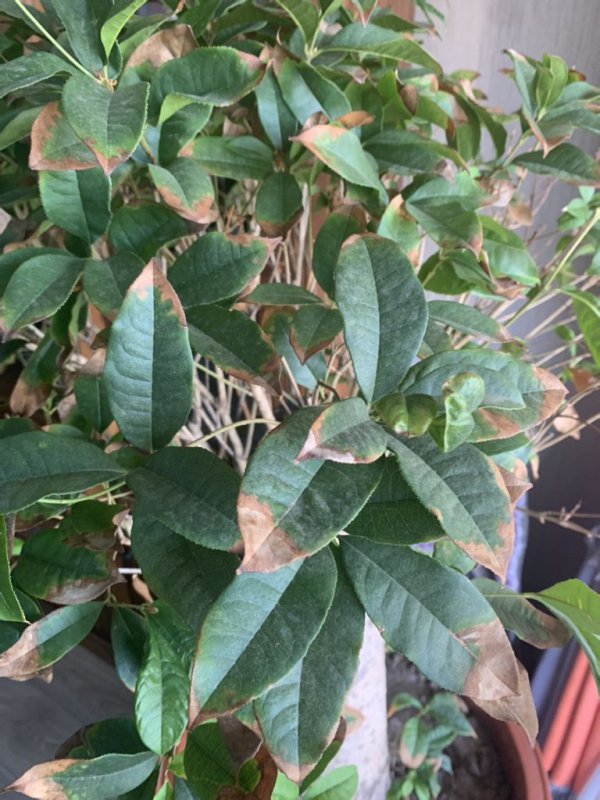 桂花树叶尖焦黄怎么回事