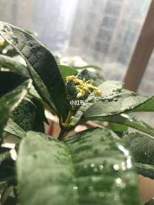 桂花怕太阳晒吗 桂花怕阳光曝晒吗？