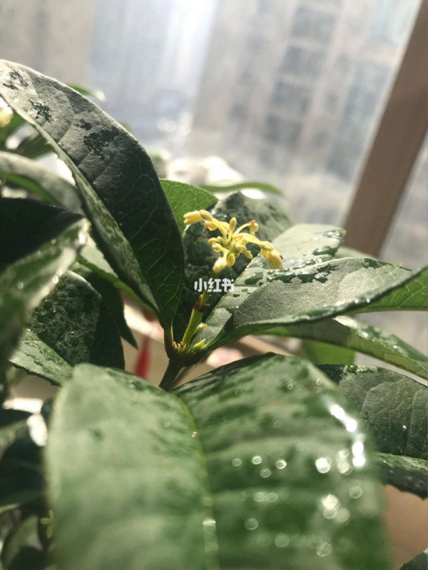 桂花怕太阳晒吗