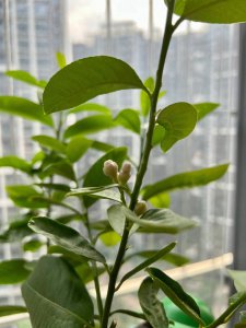 柠檬几月开花 柠檬何时开花？